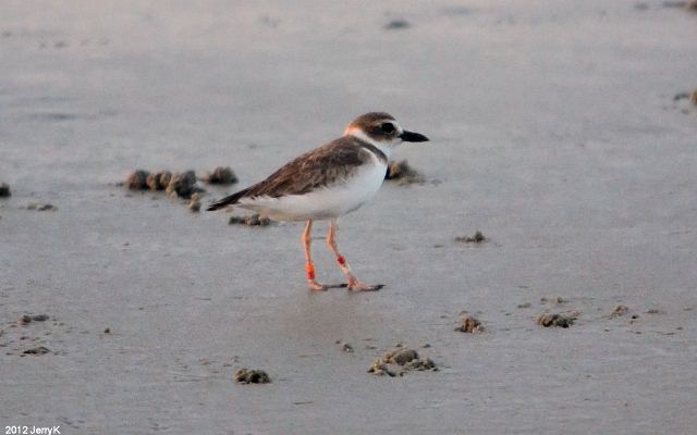 Wilson's Plover
