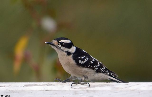 Downy Woodpecker