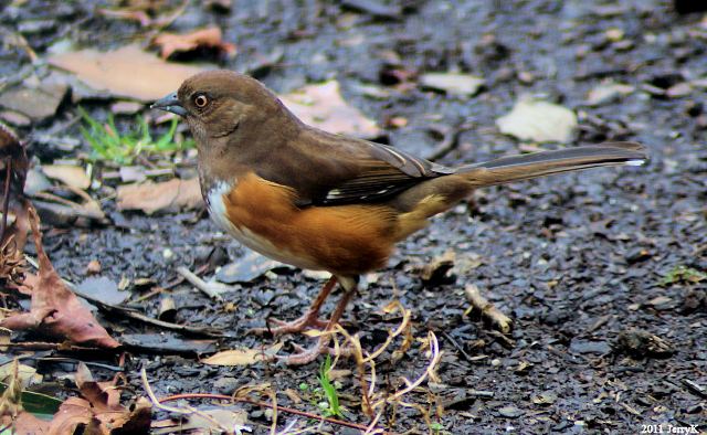 Eastern Towhees