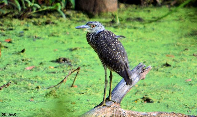 Yellow-crowned Night-Heron