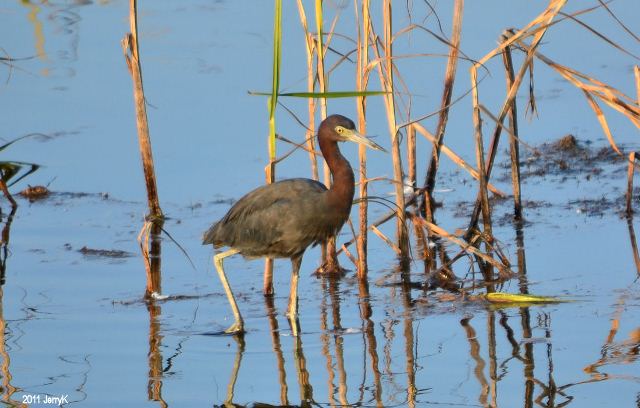 Little Blue Heron