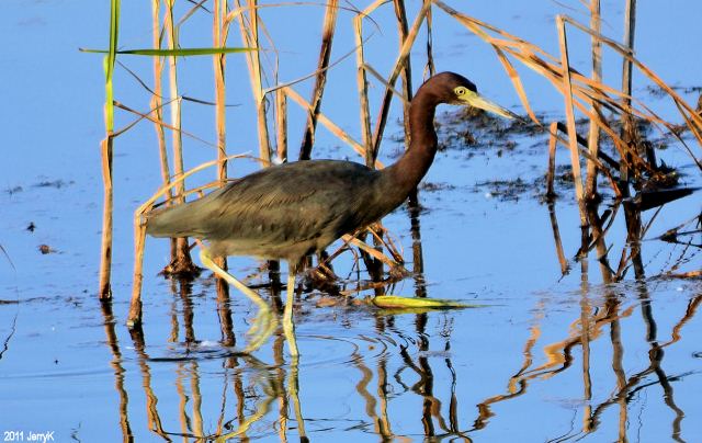 Little Blue Heron