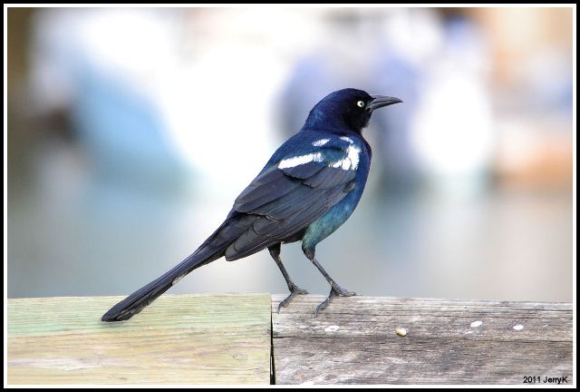 Boat-tailed Grackle