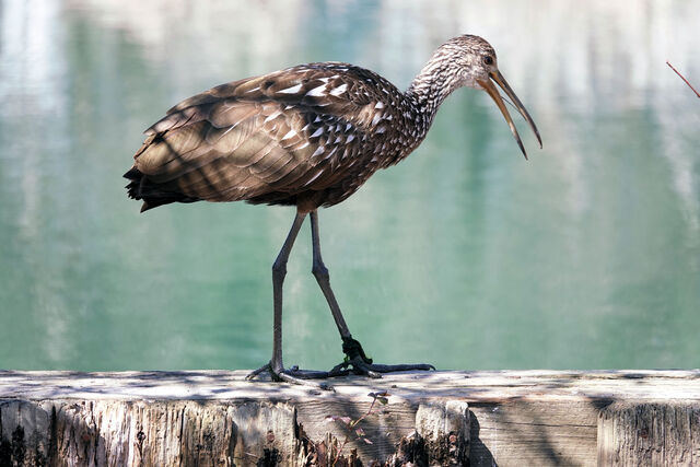 Limpkin