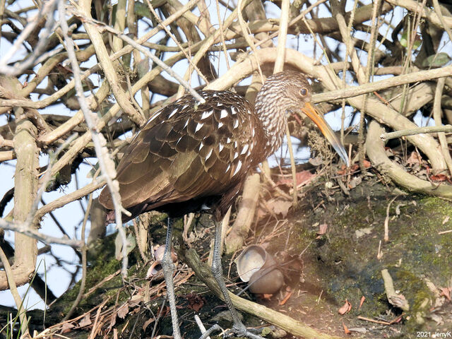Limpkin