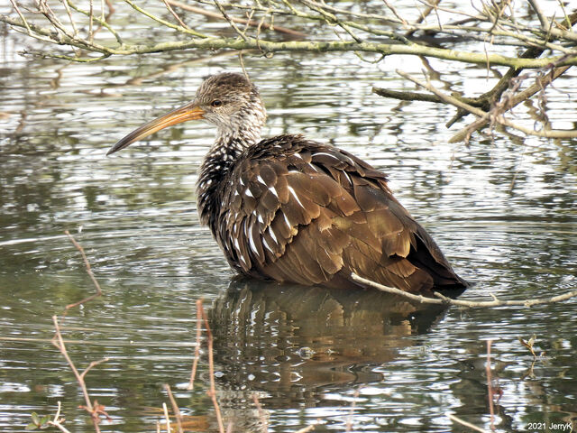 Limpkin