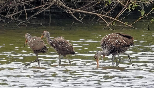 Limpkin