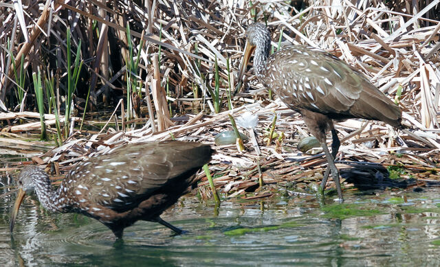 Limpkin