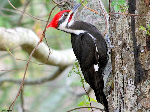 Pileated Woodpecker