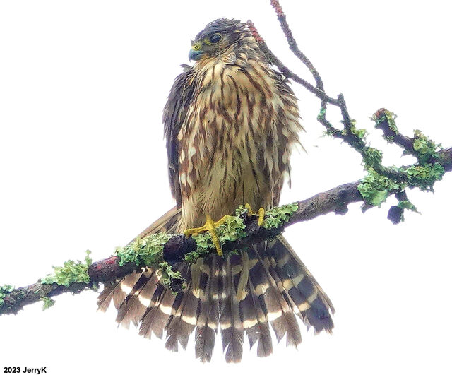 Polish Merlin Merlin