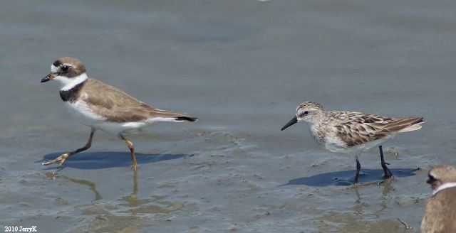 Semipalmated Plover and Semipalmated Sandpiper