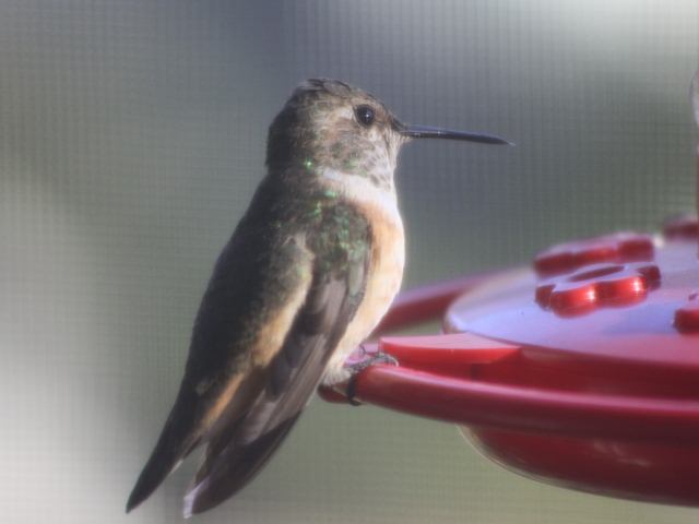 Rufous Hummingbird