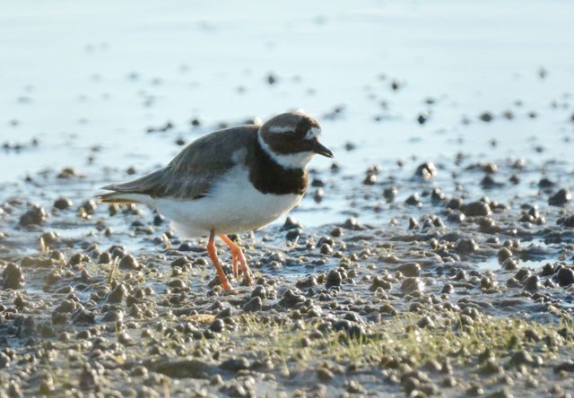 Common Ringed Plover