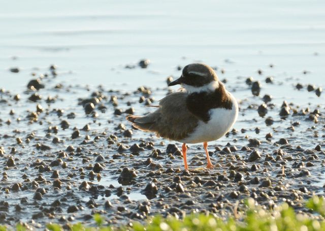 Common Ringed Plover