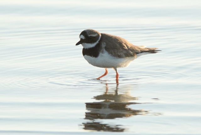 Common Ringed Plover