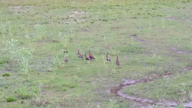Black-bellied Whistling-Duck