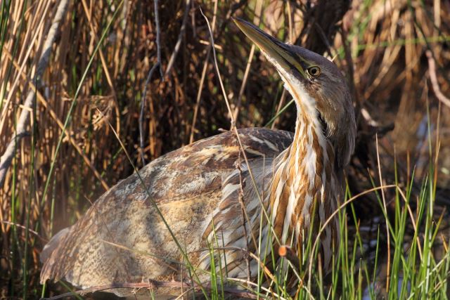 American Bittern