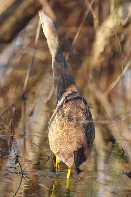 American Bittern