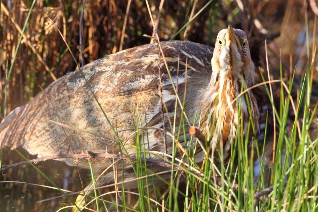 American Bittern