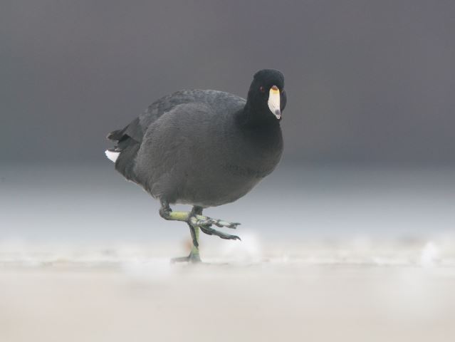 American Coot