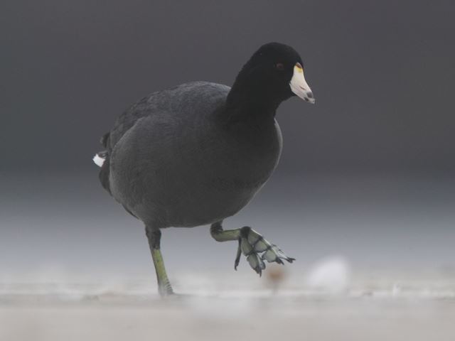 American Coot