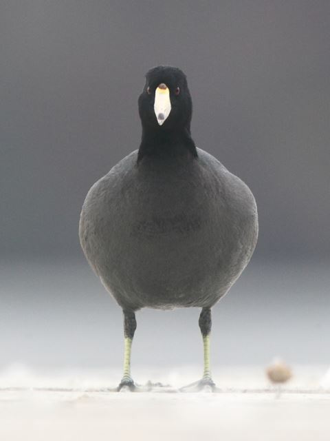 American Coot