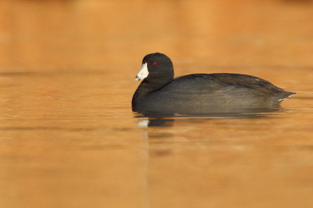 American Coot