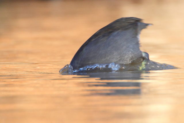 American Coot