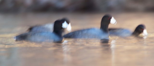 American Coot