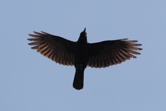 American Crow