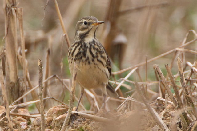 American Pipit