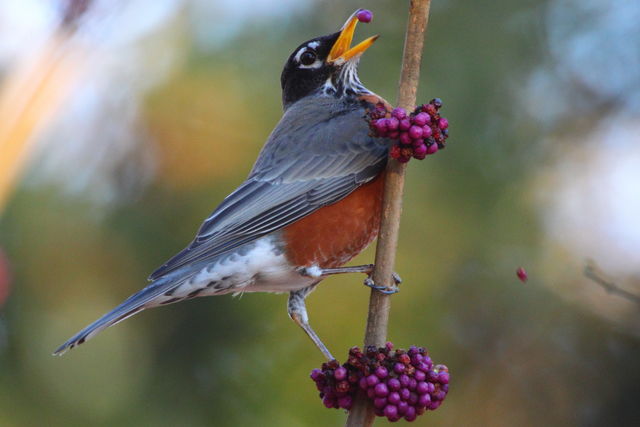 American Robin