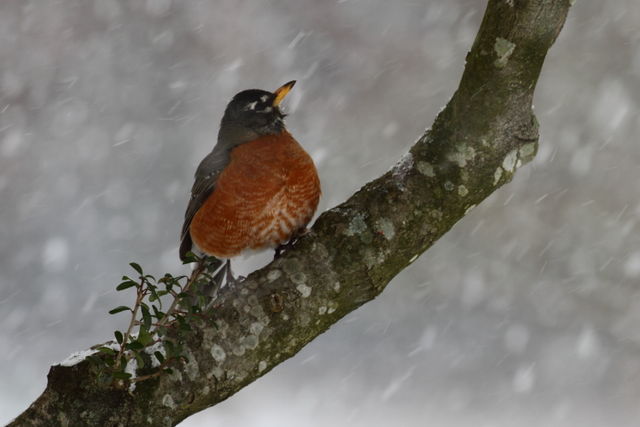 American Robin