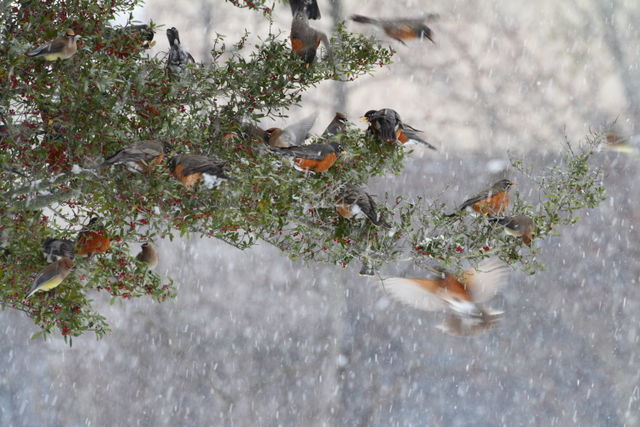 American Robin
