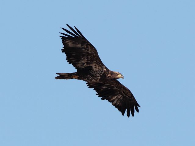 Bald Eagle