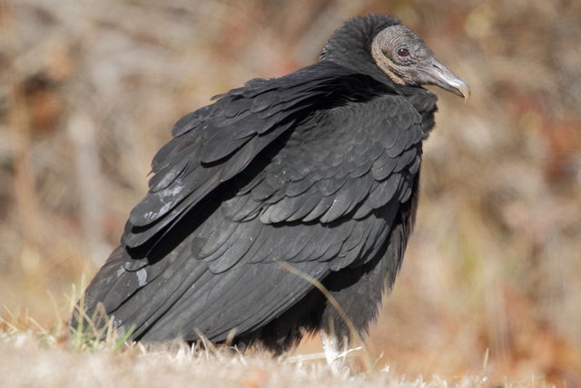 Black Vulture