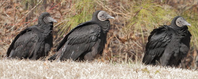 Black Vulture
