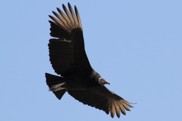 Black Vulture