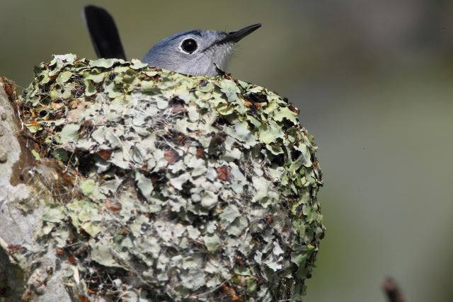 Blue-gray Gnatcatcher