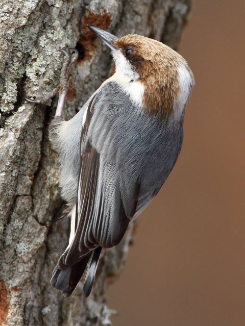 Brown-headed Nuthatch