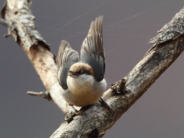Brown-headed Nuthatch