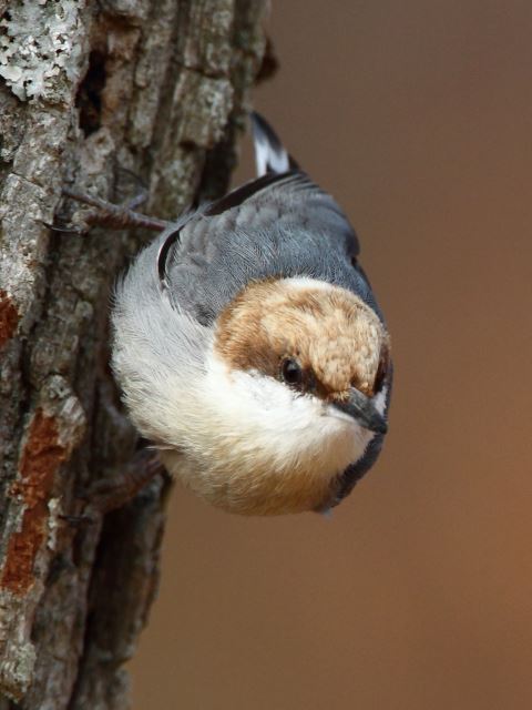 Brown-headed Nuthatch