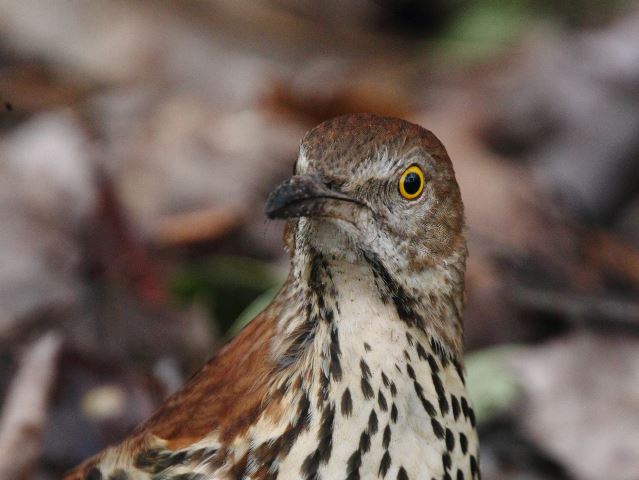 Brown Thrasher