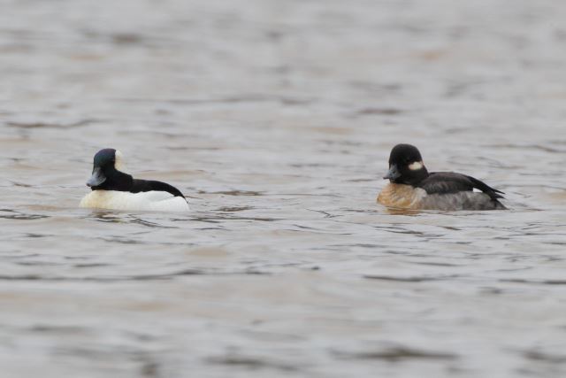 Buffleheads
