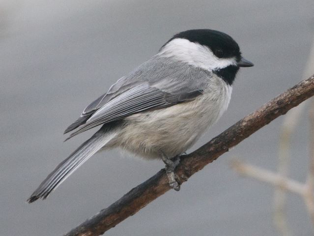 Carolina Chickadees