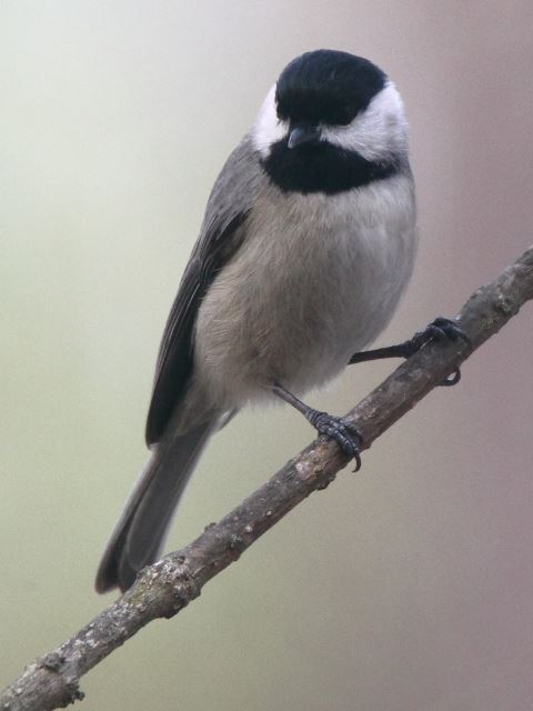 Carolina Chickadees