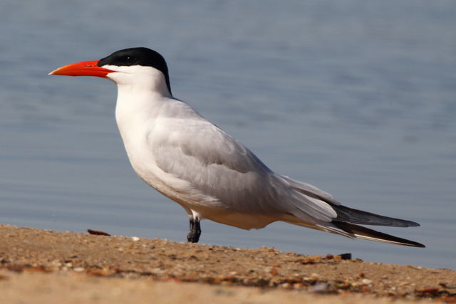 Caspian Tern