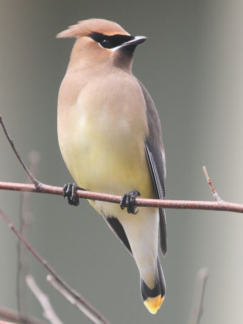 Cedar Waxwings