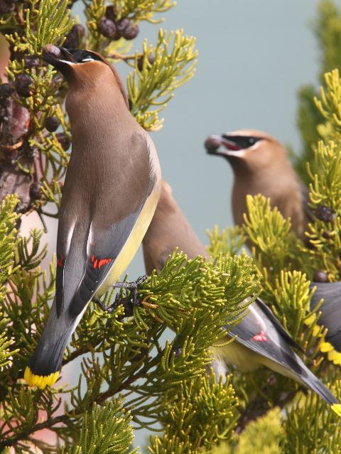 Cedar Waxwings