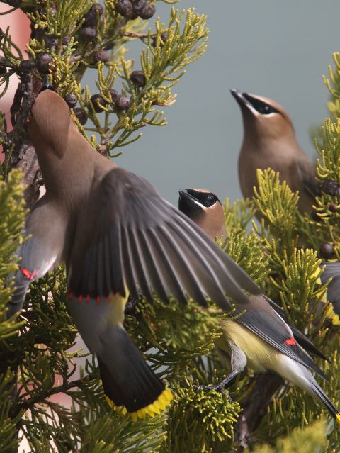 Cedar Waxwings